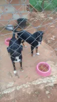 Pretinha e neguinha