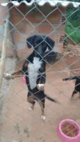 Pretinha e neguinha
