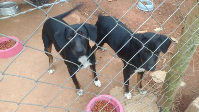 Cachorro raça S raça definida idade 7 a 11 meses nome Pretinha e neguinha