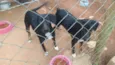 Pretinha e neguinha