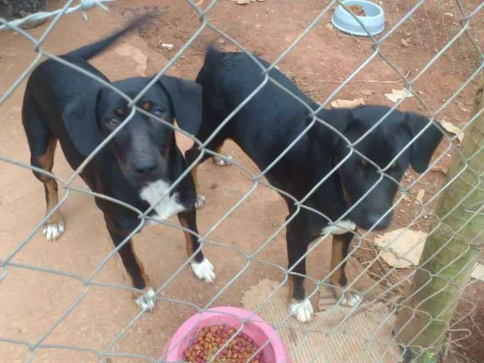 Cachorro raça S raça definida idade 7 a 11 meses nome Pretinha e neguinha