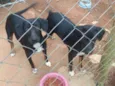 Pretinha e neguinha