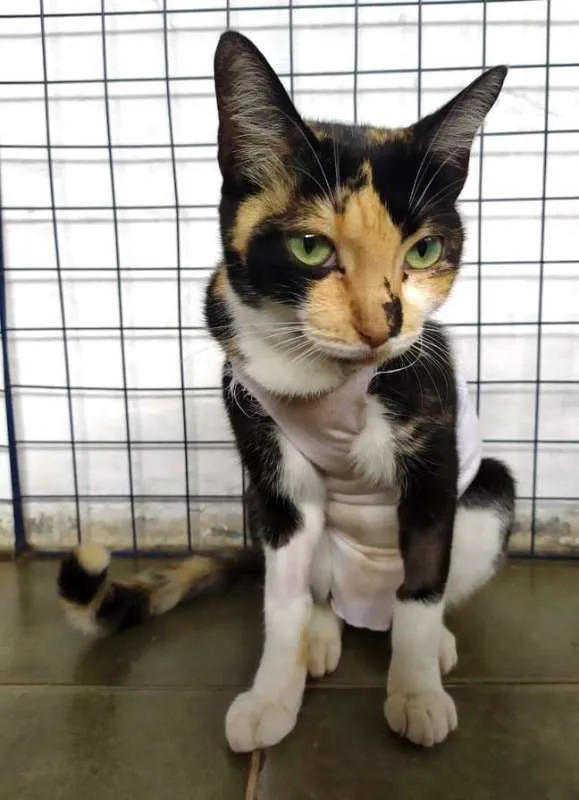 Gato ra a  idade 2 anos nome Tricolor 
