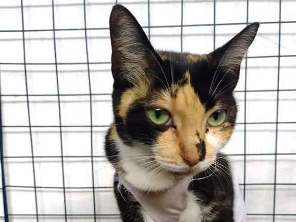 Gato ra a  idade 2 anos nome Tricolor 