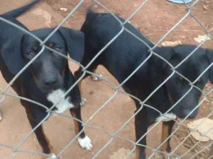 Cachorro raça S raça definida idade 7 a 11 meses nome Pretinha e neguinha