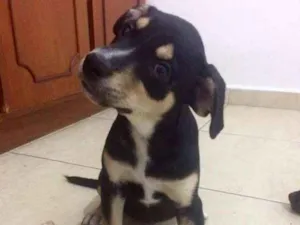 Cachorro raça  idade 2 a 6 meses nome Eva
