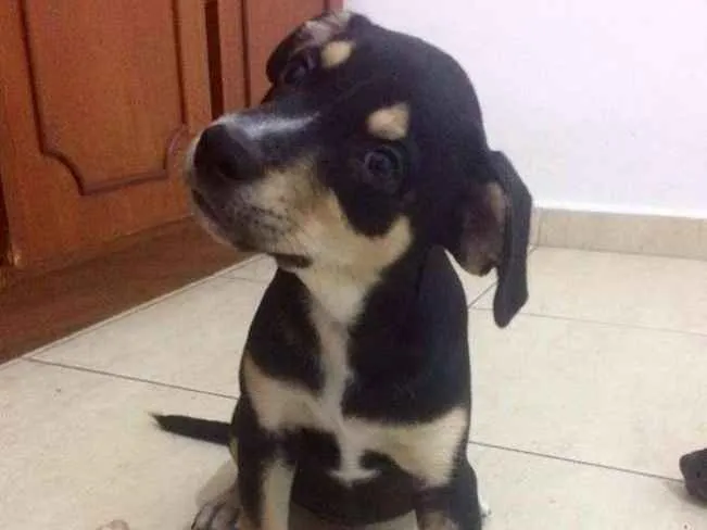 Cachorro ra a  idade 2 a 6 meses nome Eva