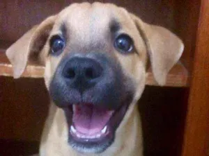 Cachorro raça  idade 2 a 6 meses nome Cacau
