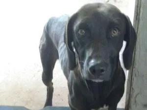 Cachorro raça Sem raca definida  idade 1 ano nome Negão 