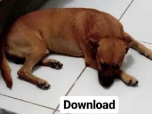Cachorro raça Vira lata idade  nome Download