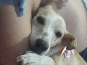 Cachorro raça Vira lata idade 6 ou mais anos nome Bete