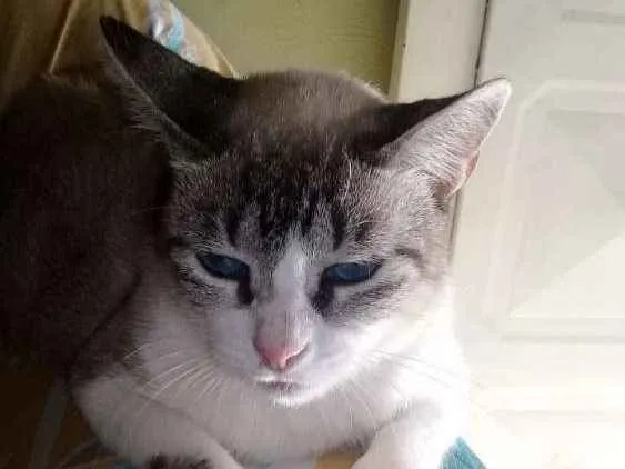 Gato ra a SRD idade 3 anos nome Nininha