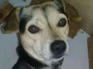 Cachorro raça SRD idade 4 anos nome Bidu