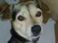 Bidu
