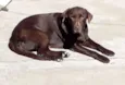 Lua