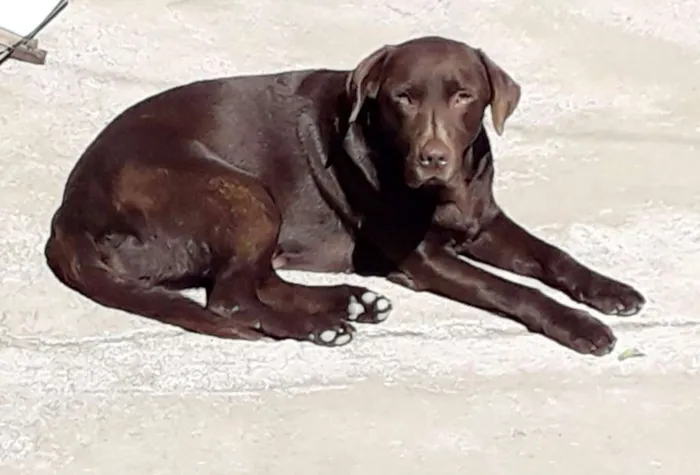 Cachorro ra a Labrador idade 4 anos nome Lua