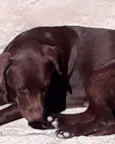 Lua