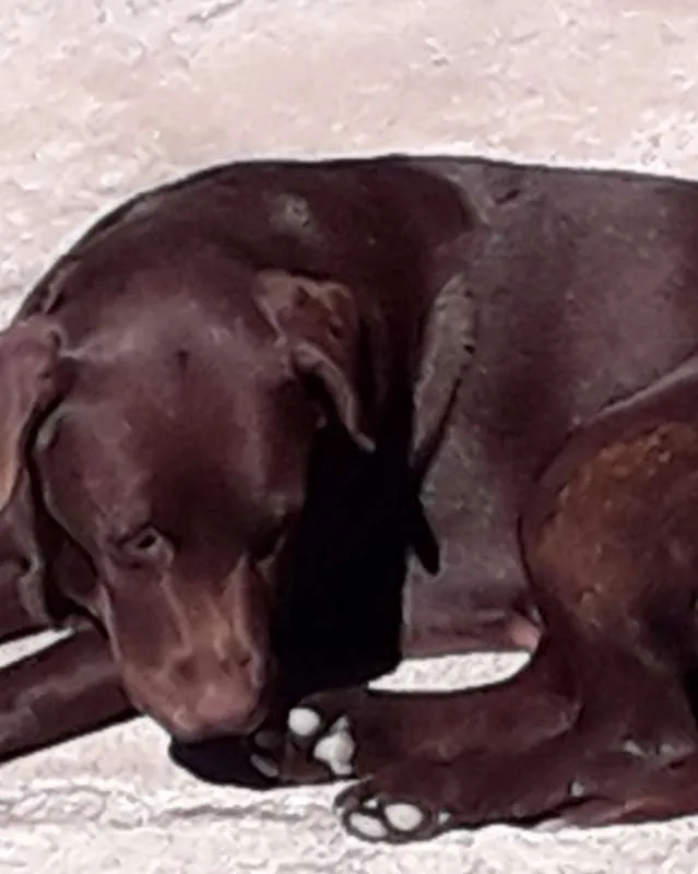 Cachorro ra a Labrador idade 4 anos nome Lua