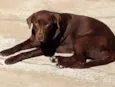 Lua
