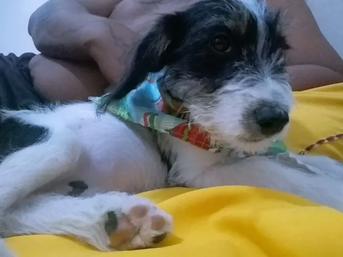 Cachorro ra a  idade 7 a 11 meses nome FREDY