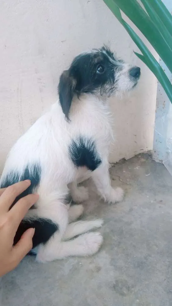 Cachorro ra a  idade 7 a 11 meses nome FREDY