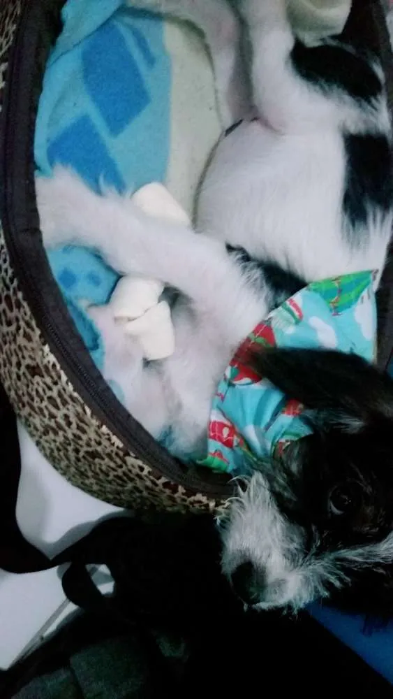 Cachorro ra a  idade 7 a 11 meses nome FREDY