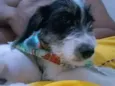 FREDY