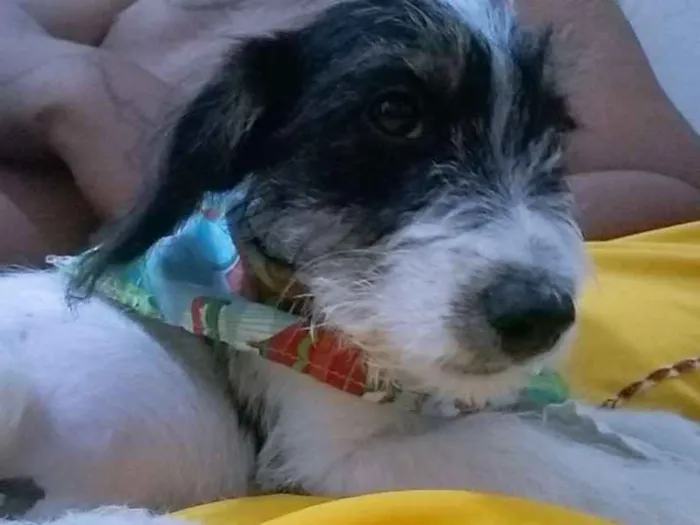 Cachorro ra a  idade 7 a 11 meses nome FREDY