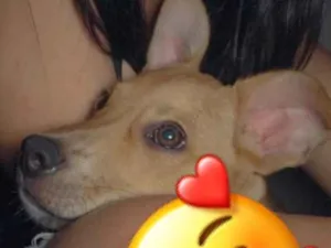 Cachorro raça srd idade 7 a 11 meses nome sem nome