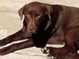 Lua