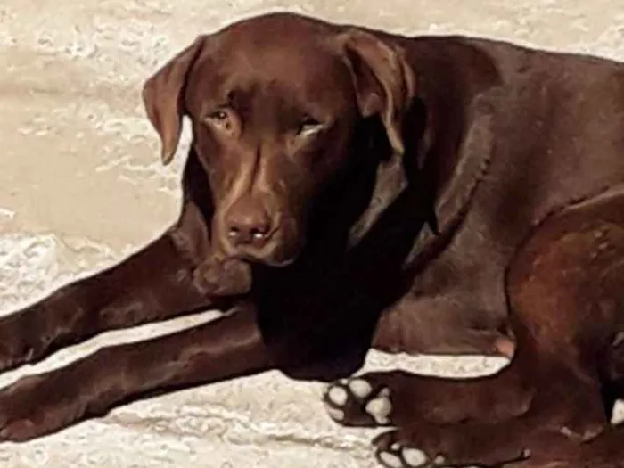 Cachorro ra a Labrador idade 4 anos nome Lua