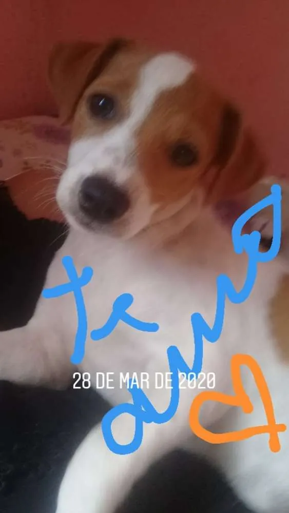 Cachorro ra a Comum idade 2 a 6 meses nome Sao varios cachorros