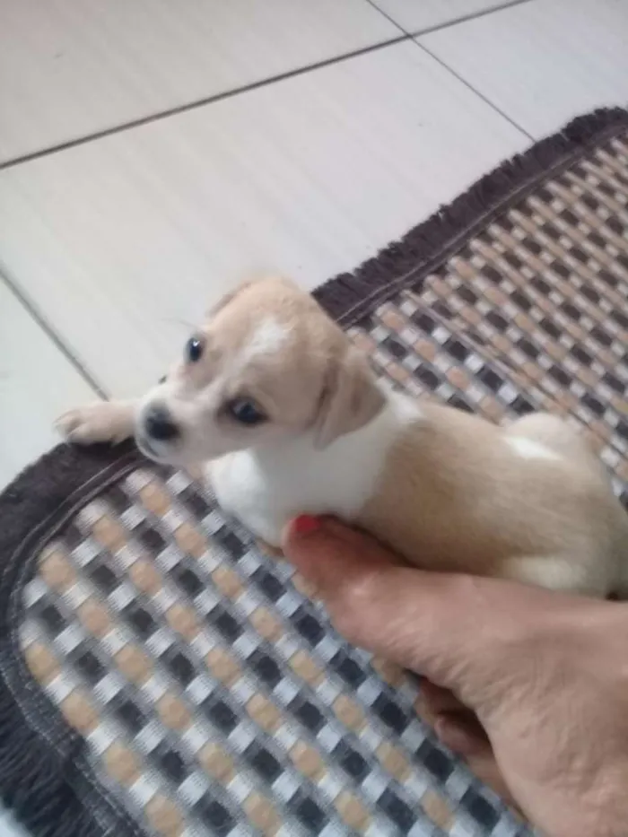 Cachorro ra a Comum idade 2 a 6 meses nome Sao varios cachorros