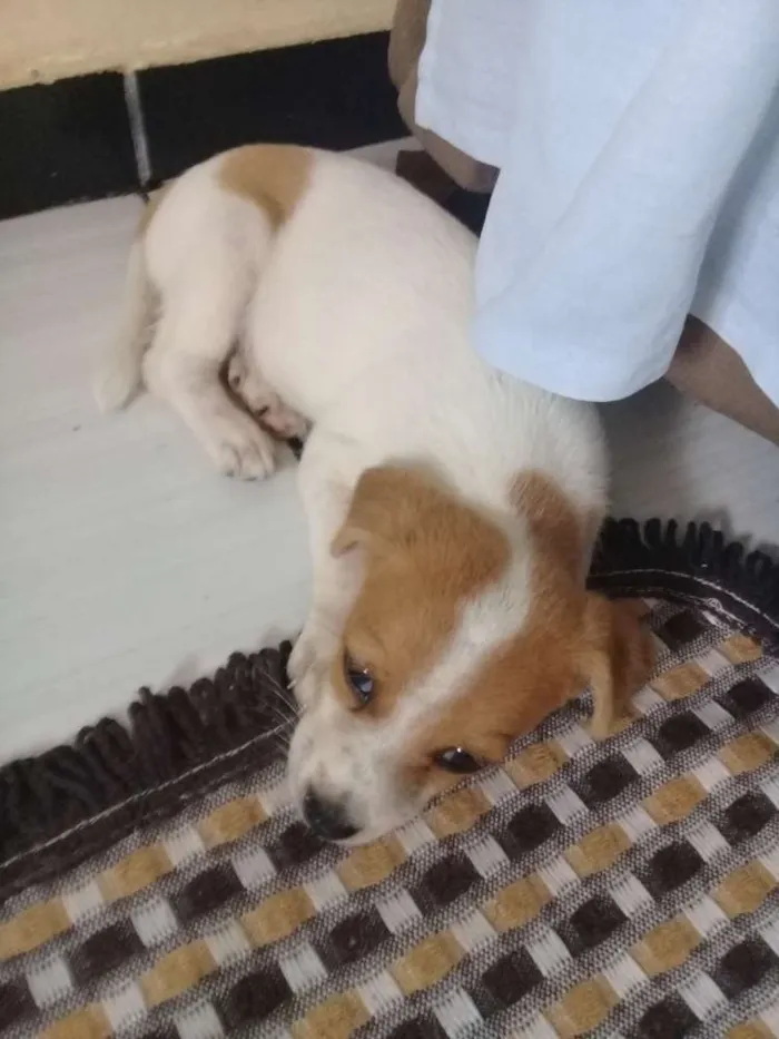 Cachorro ra a Comum idade 2 a 6 meses nome Sao varios cachorros