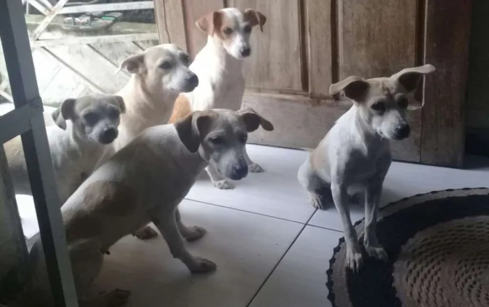 Cachorro ra a Comum idade 2 a 6 meses nome Sao varios cachorros