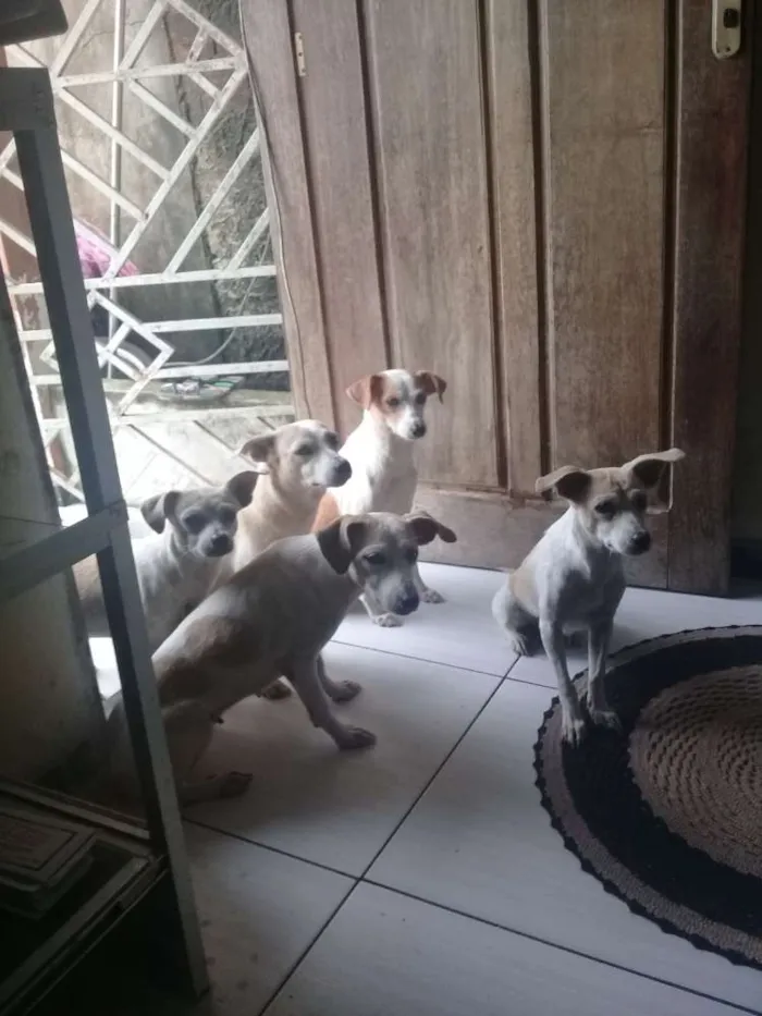 Cachorro ra a Comum idade 2 a 6 meses nome Sao varios cachorros