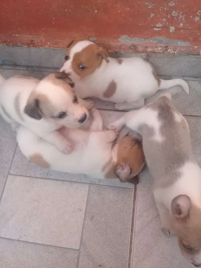 Cachorro ra a Comum idade 2 a 6 meses nome Sao varios cachorros