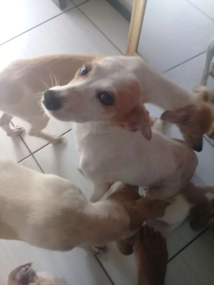 Cachorro ra a Comum idade 2 a 6 meses nome Sao varios cachorros