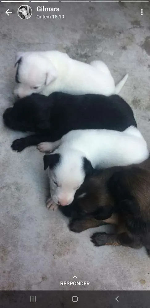 Cachorro ra a Vira lata idade Abaixo de 2 meses nome Sem nome