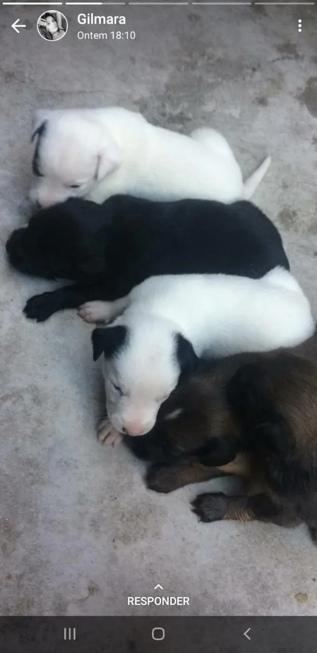 Cachorro ra a Vira lata idade Abaixo de 2 meses nome Sem nome