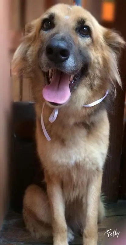 Cachorro ra a Pastor Alemão idade 4 anos nome NANA