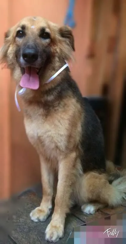 Cachorro ra a Pastor Alemão idade 4 anos nome NANA