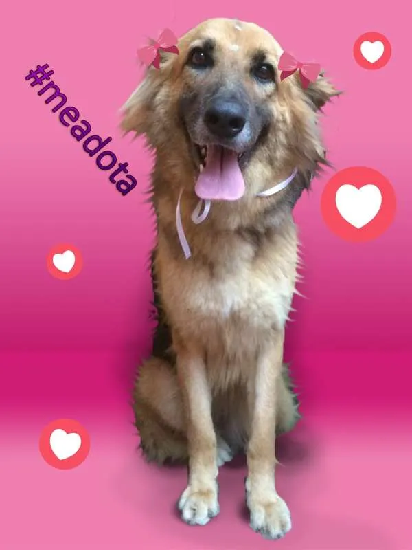 Cachorro ra a Pastor Alemão idade 4 anos nome NANA