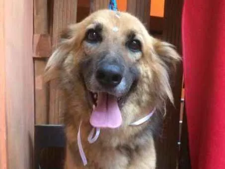 Cachorro ra a Pastor Alemão idade 4 anos nome NANA