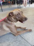 MEL