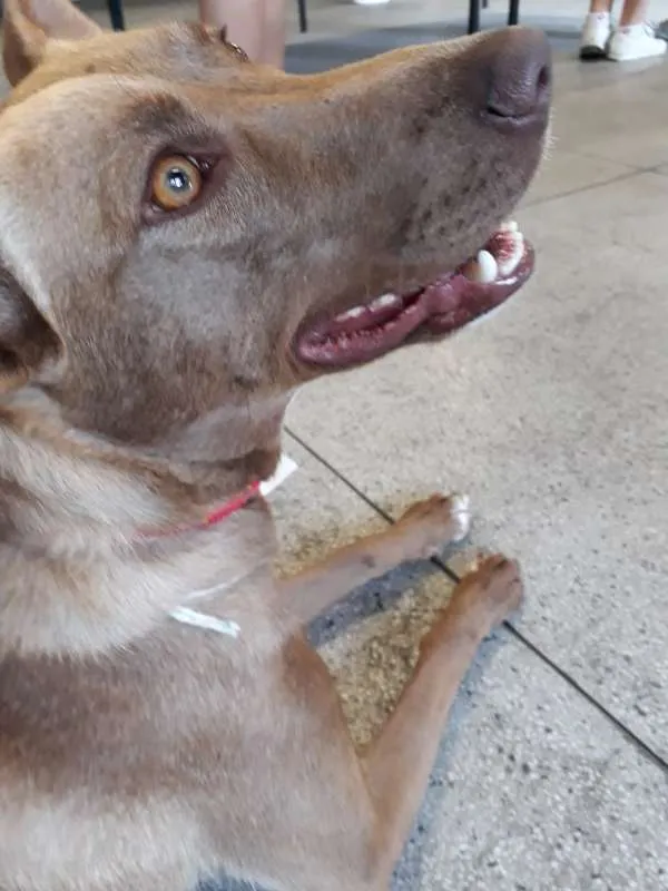 Cachorro ra a SRD idade 2 anos nome MEL