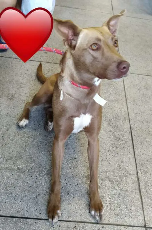 Cachorro ra a SRD idade 2 anos nome MEL