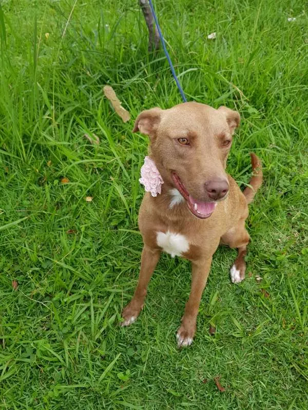 Cachorro ra a SRD idade 2 anos nome MEL