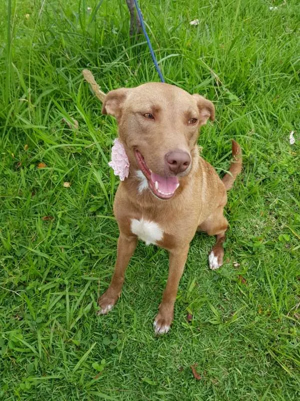 Cachorro ra a SRD idade 2 anos nome MEL