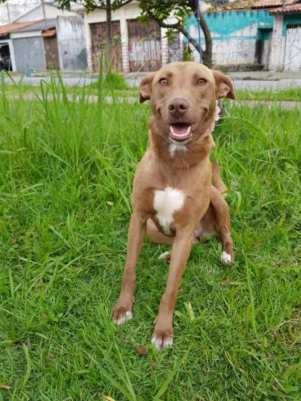 Cachorro ra a SRD idade 2 anos nome MEL